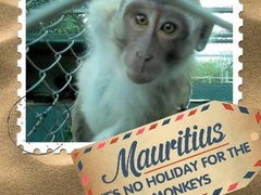How You Can Help Wild Monkeys in Mauritius