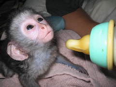 Baby Monkey Carer, South Africa