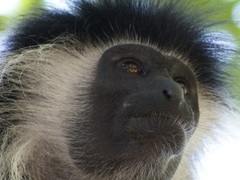 Primate Research Internship, Kenya