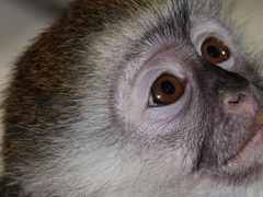 Monkey Conservation Program, Kenya