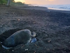 Sea Turtle Conservation Project in Central America