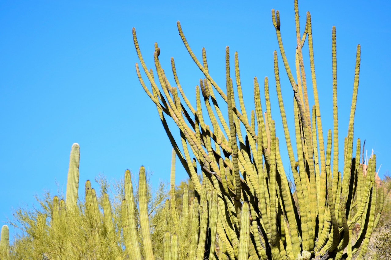 Organ Pipe Cactus National Monument