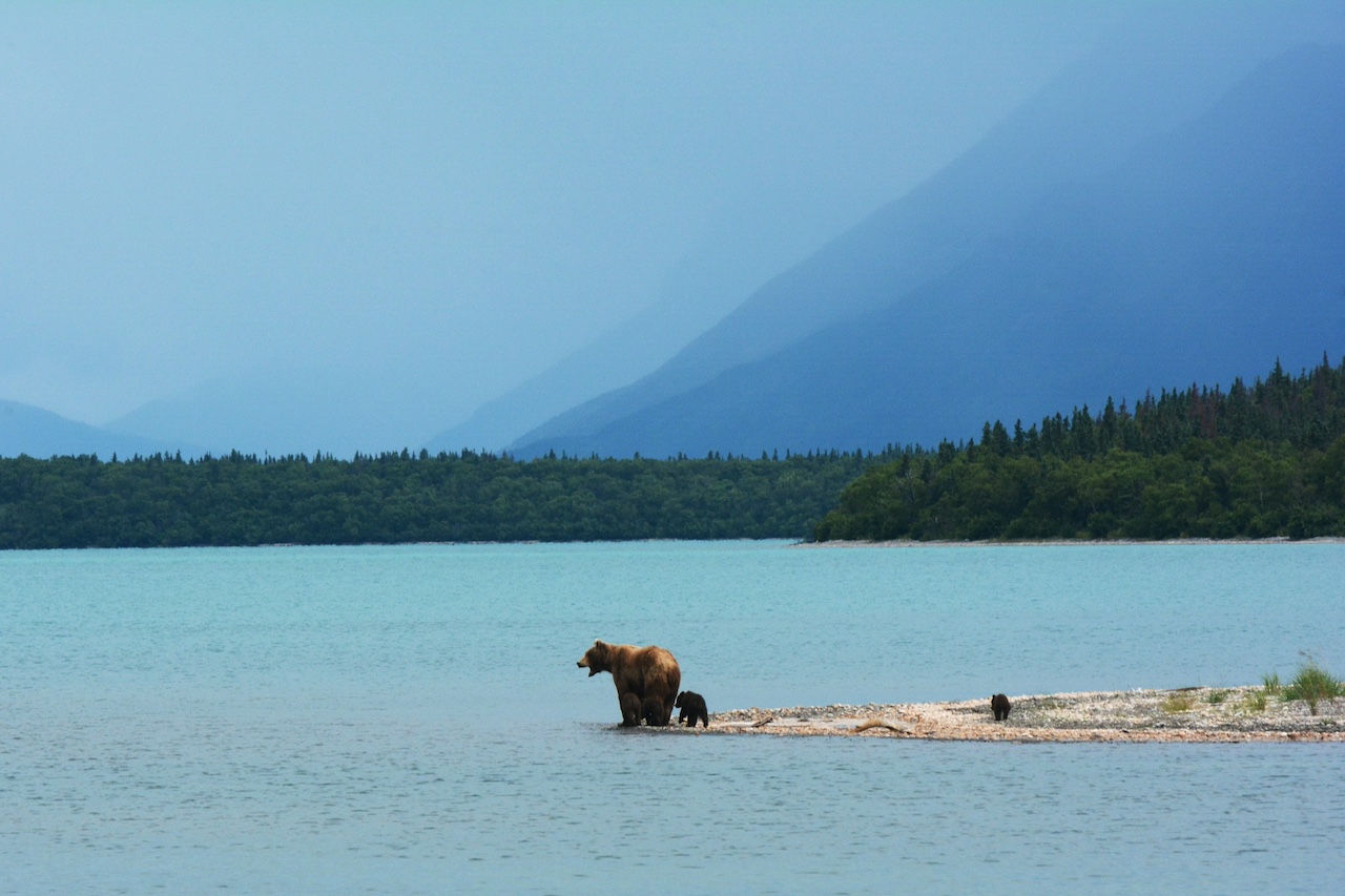 Alaska bears