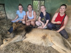 Zimbabwe Veterinary Experience