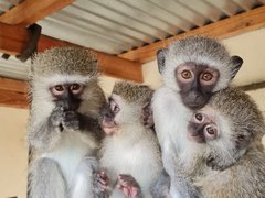 Primate Rehabilitation Project