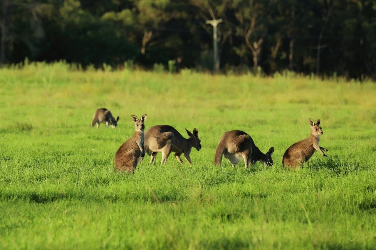 Kangaroo Valley